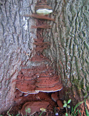 champignon pathogène